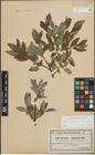Foto von Salix lapponum L. x Salix silesiaca Willd.
